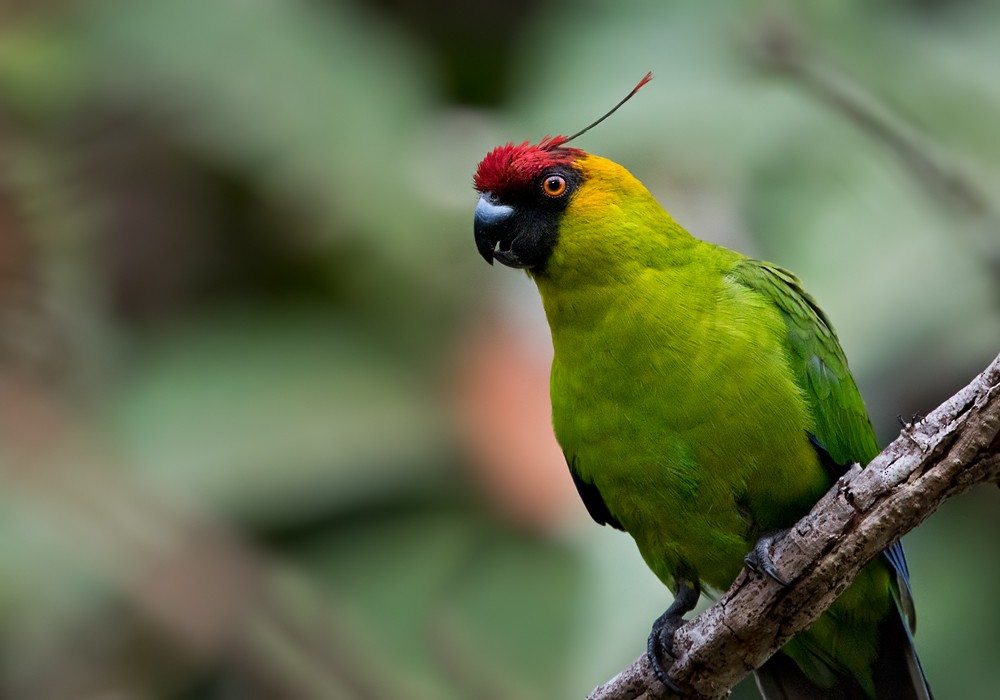 Horned Parakeet - Lars Petersson | My World of Bird Photography