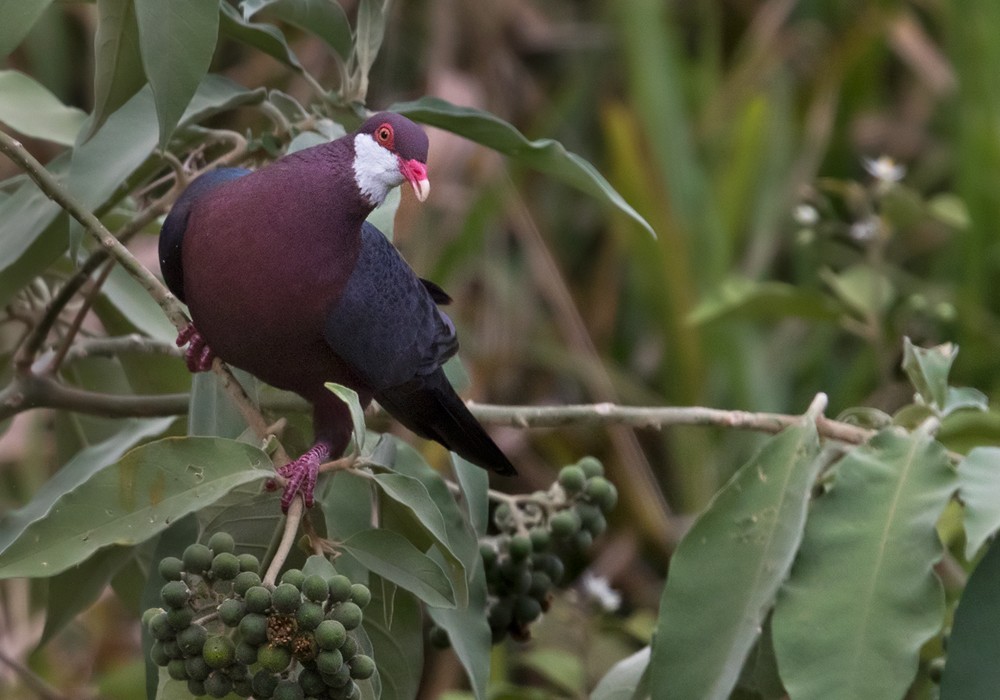 Metallic Pigeon (Metallic) - ML206020081