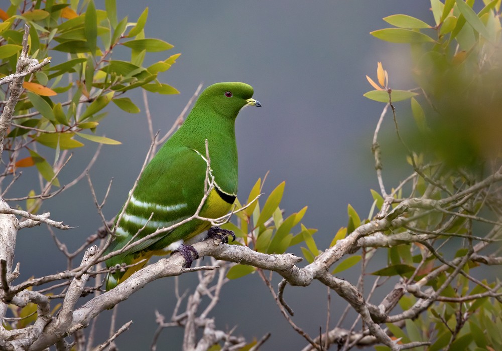 Cloven-feathered Dove - ML206020111