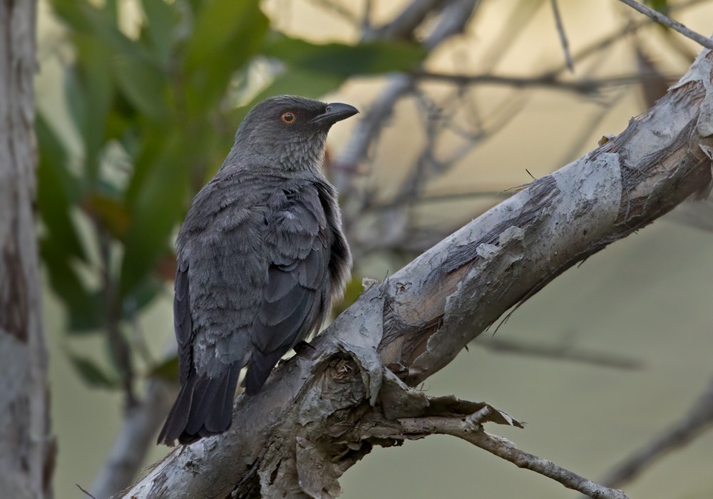 Striated Starling - ML206020141