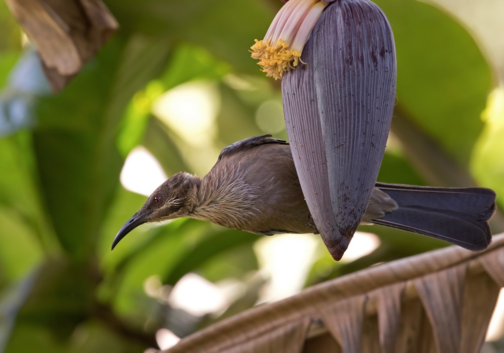 New Caledonian Friarbird - Lars Petersson | My World of Bird Photography