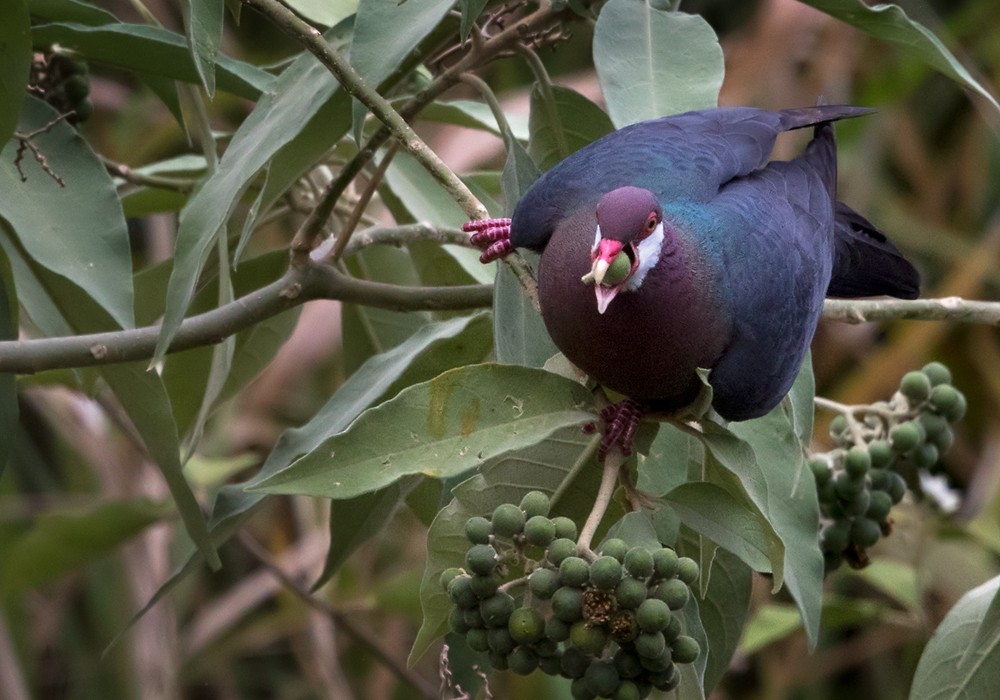 Metallic Pigeon (Metallic) - Lars Petersson | My World of Bird Photography