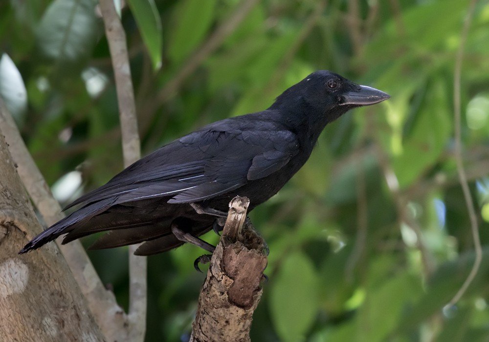 New Caledonian Crow - Lars Petersson | My World of Bird Photography