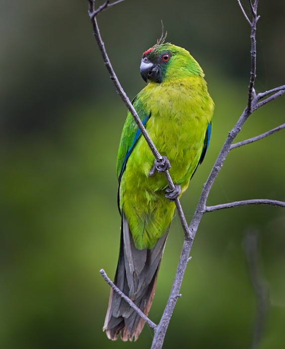 Yeşil Başlı Sorguçlu Papağan - ML206020291