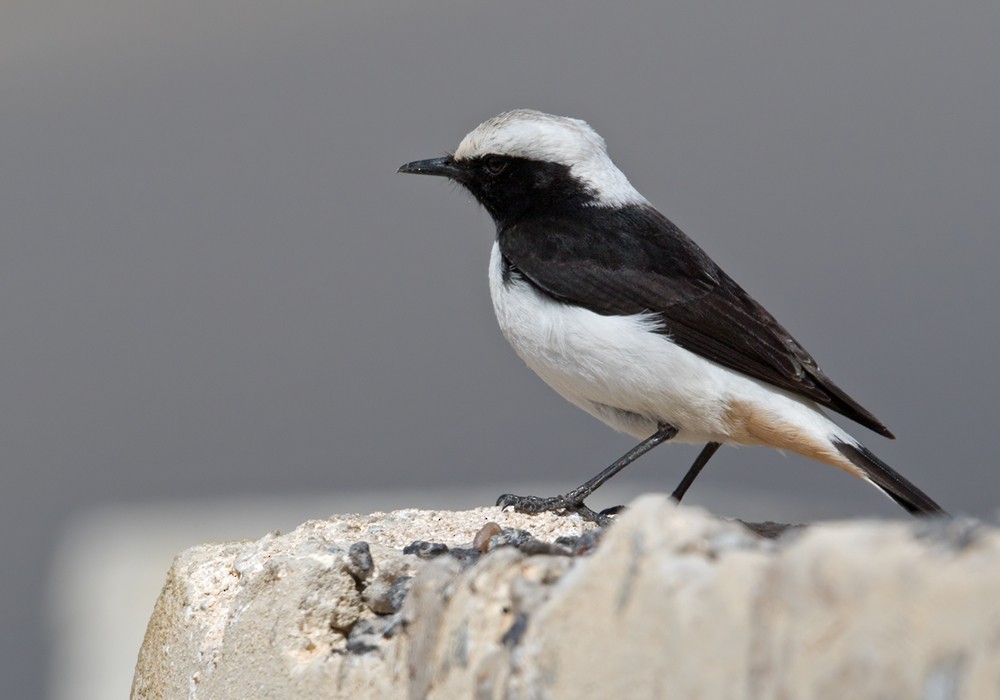 Mourning Wheatear (Mourning) - ML206020431