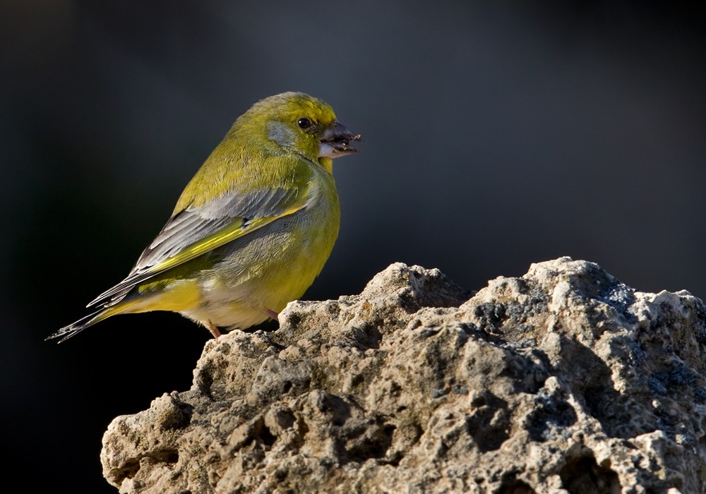 European Greenfinch - ML206020541