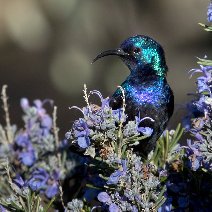 ML206020581 - Palestine Sunbird (Palestine) - Macaulay Library