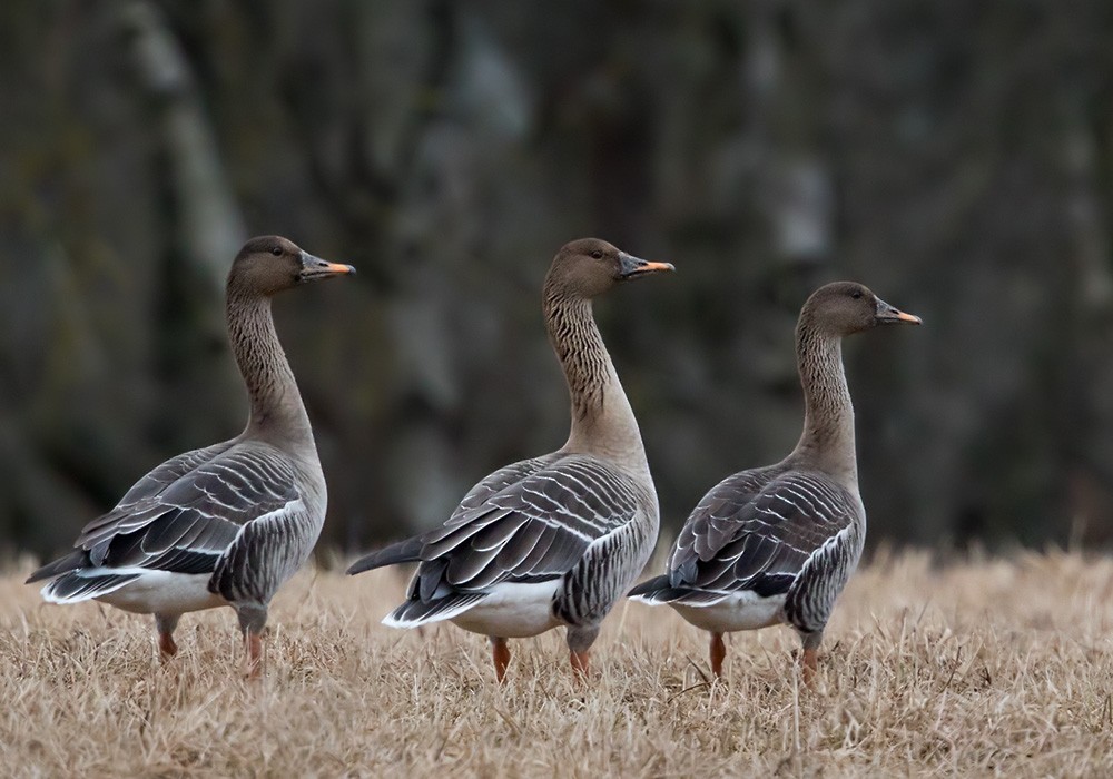 Taiga Bean-Goose - Lars Petersson | My World of Bird Photography