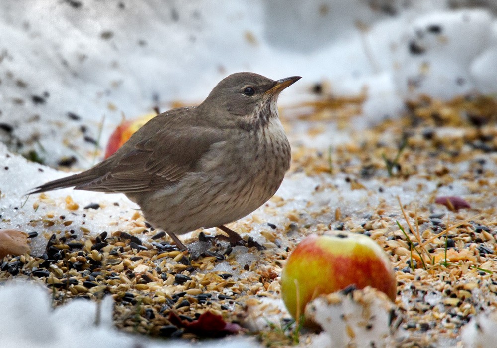 Black-throated Thrush - ML206020731