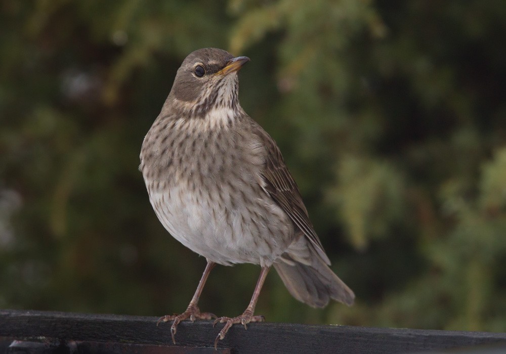 Black-throated Thrush - ML206020751