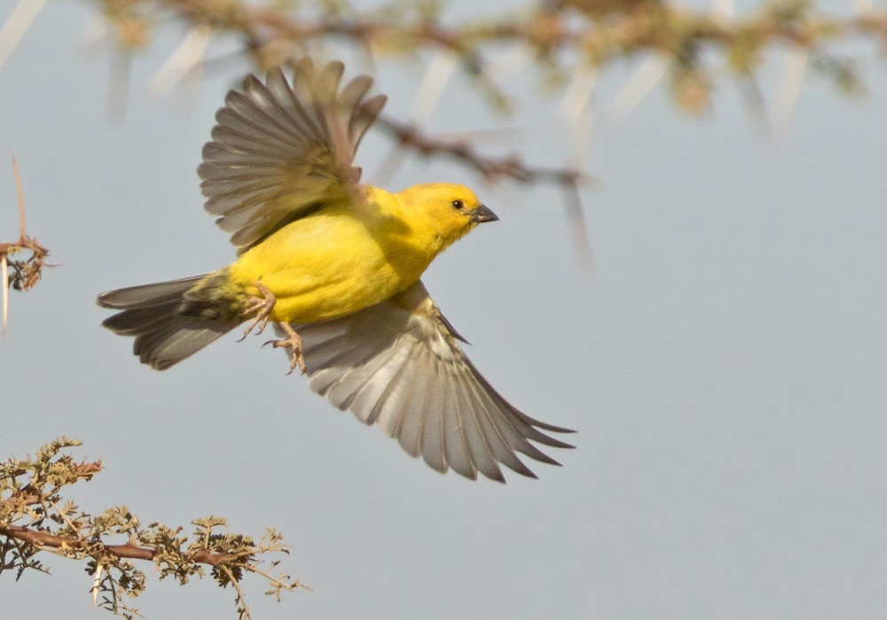 Sudan Golden Sparrow - ML206020801