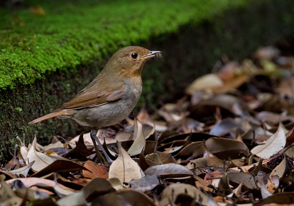 Izu Robin - Lars Petersson | My World of Bird Photography