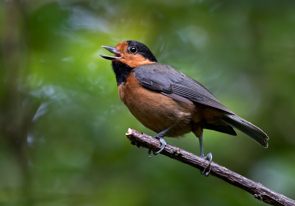 Owston's Tit - Lars Petersson | My World of Bird Photography
