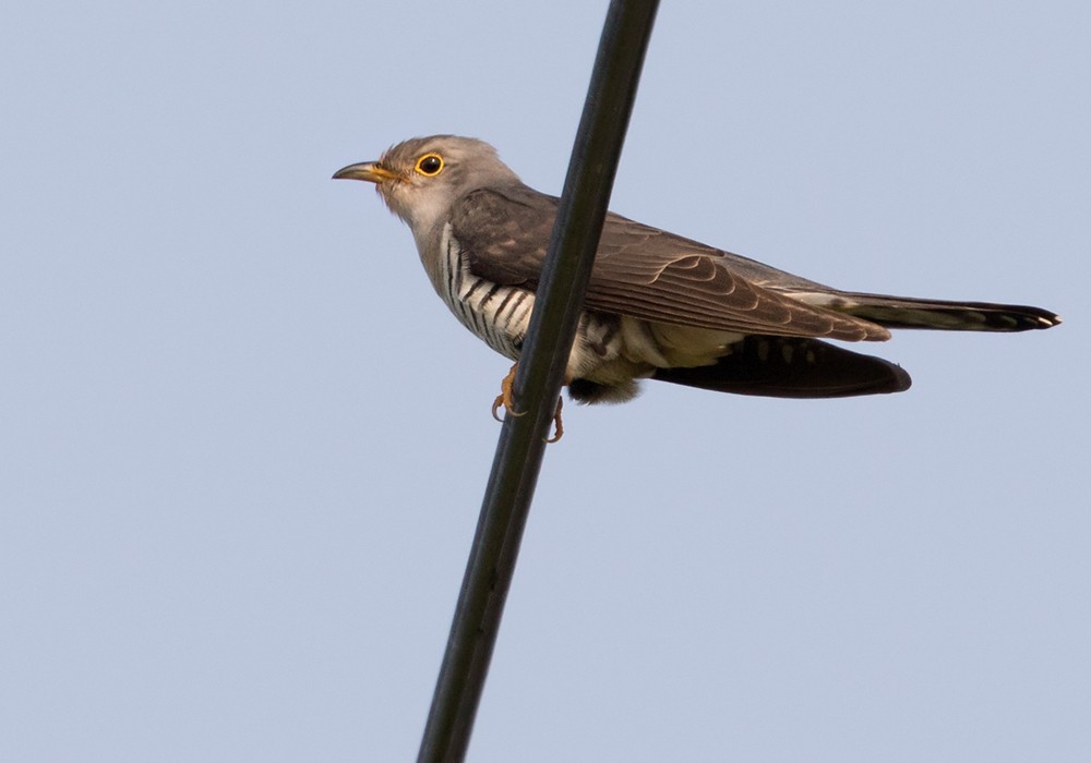 Lesser Cuckoo - ML206021241