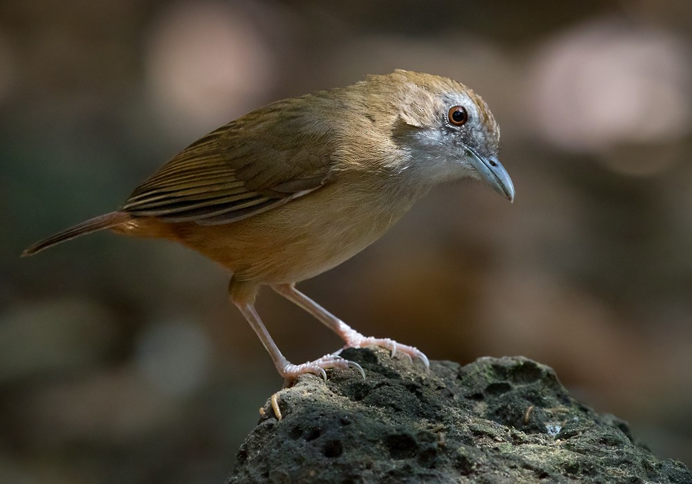 Abbott's Babbler - Lars Petersson | My World of Bird Photography