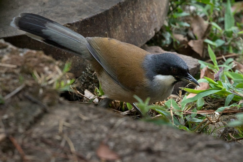 White-cheeked Laughingthrush - Lars Petersson | My World of Bird Photography