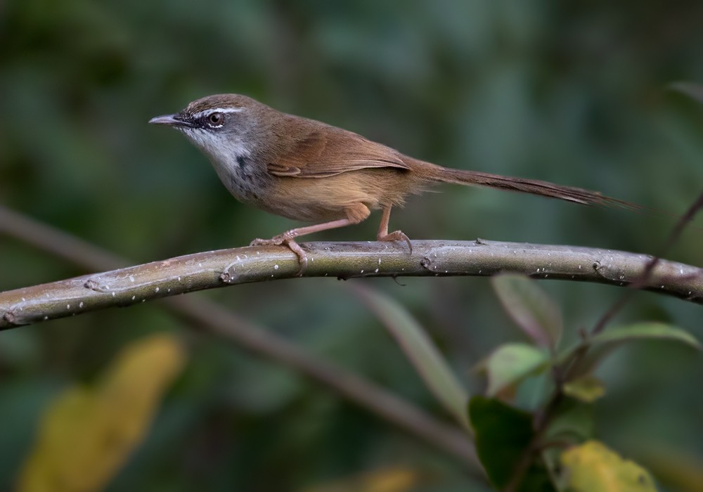 Prinia à sourcils - ML206021381