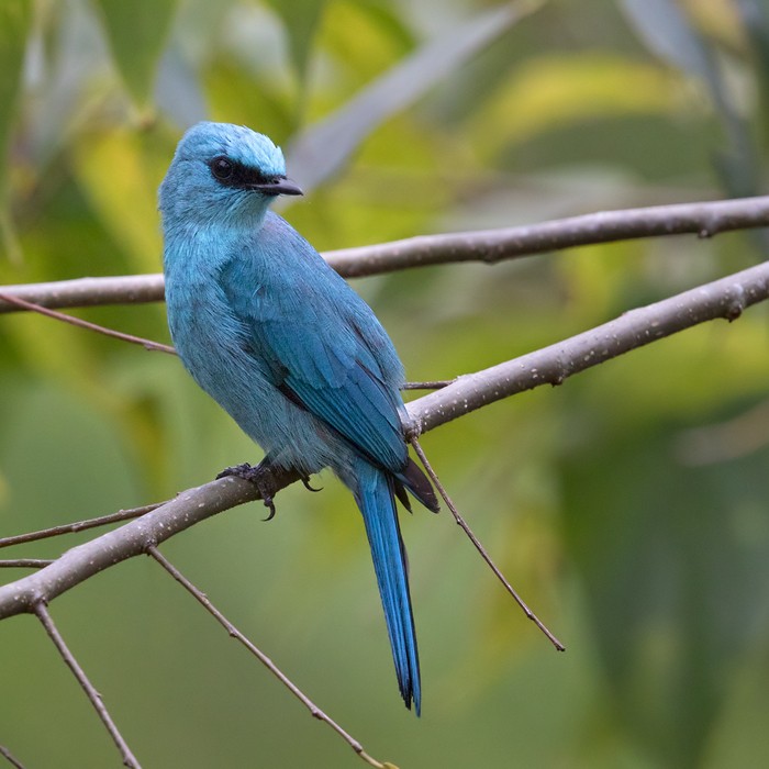 Verditer Flycatcher - ML206021621