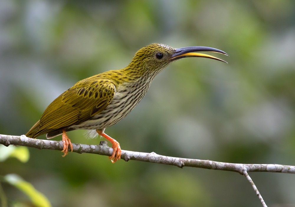 Streaked Spiderhunter - ML206021641