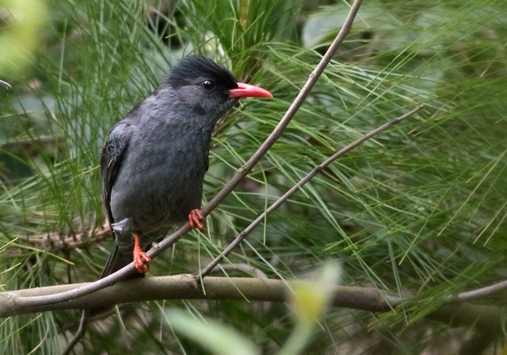 Black Bulbul (psaroides Group) - ML206021661