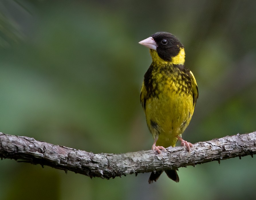 Vietnamese Greenfinch - Lars Petersson | My World of Bird Photography
