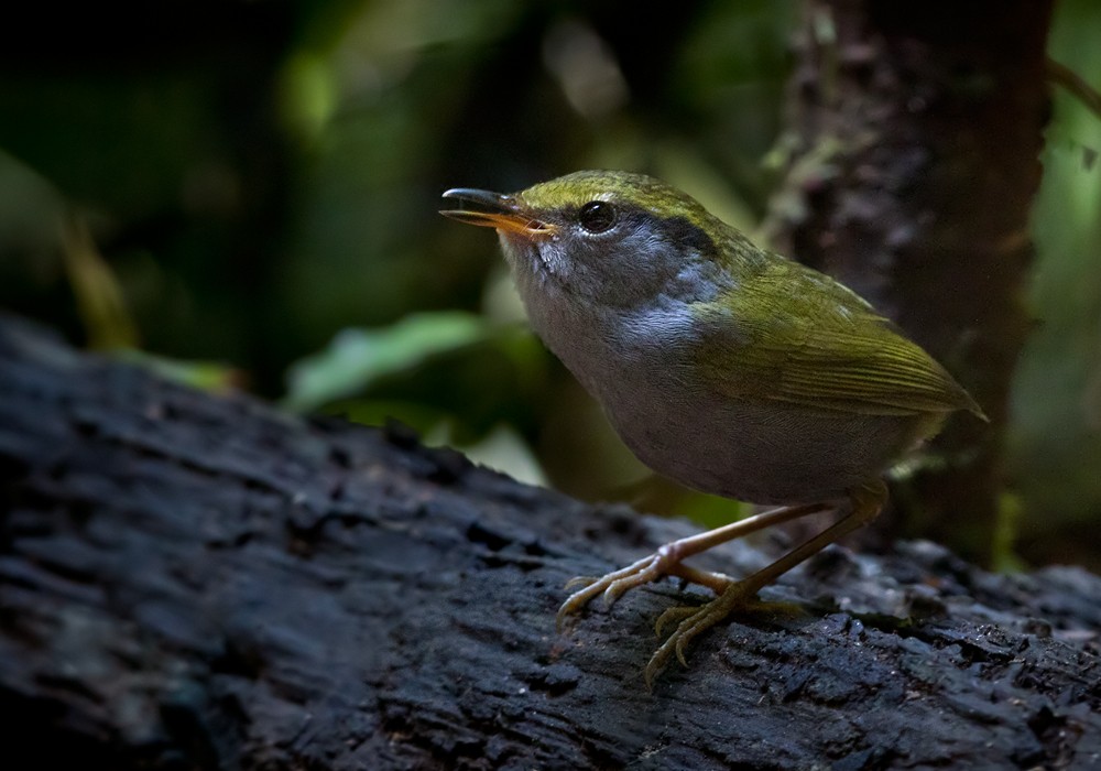 Gray-bellied Tesia - ML206021751