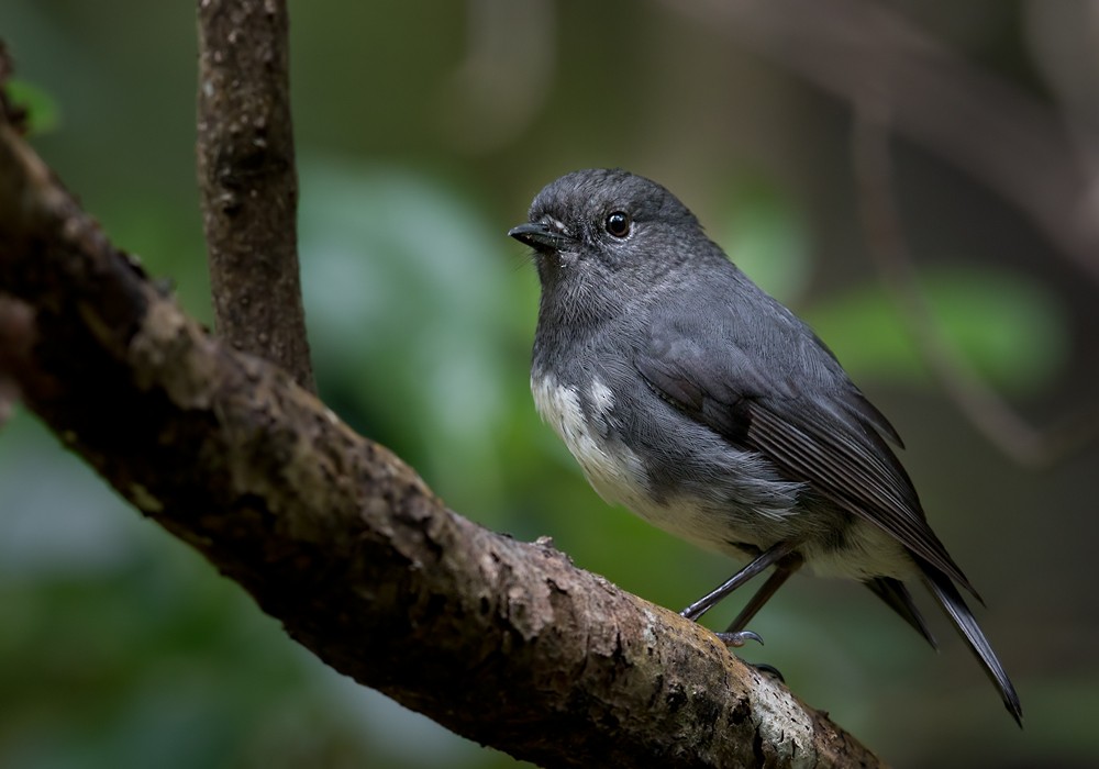 South Island Robin - Lars Petersson | My World of Bird Photography