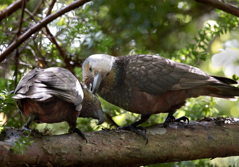 New Zealand Kaka - ML206021901