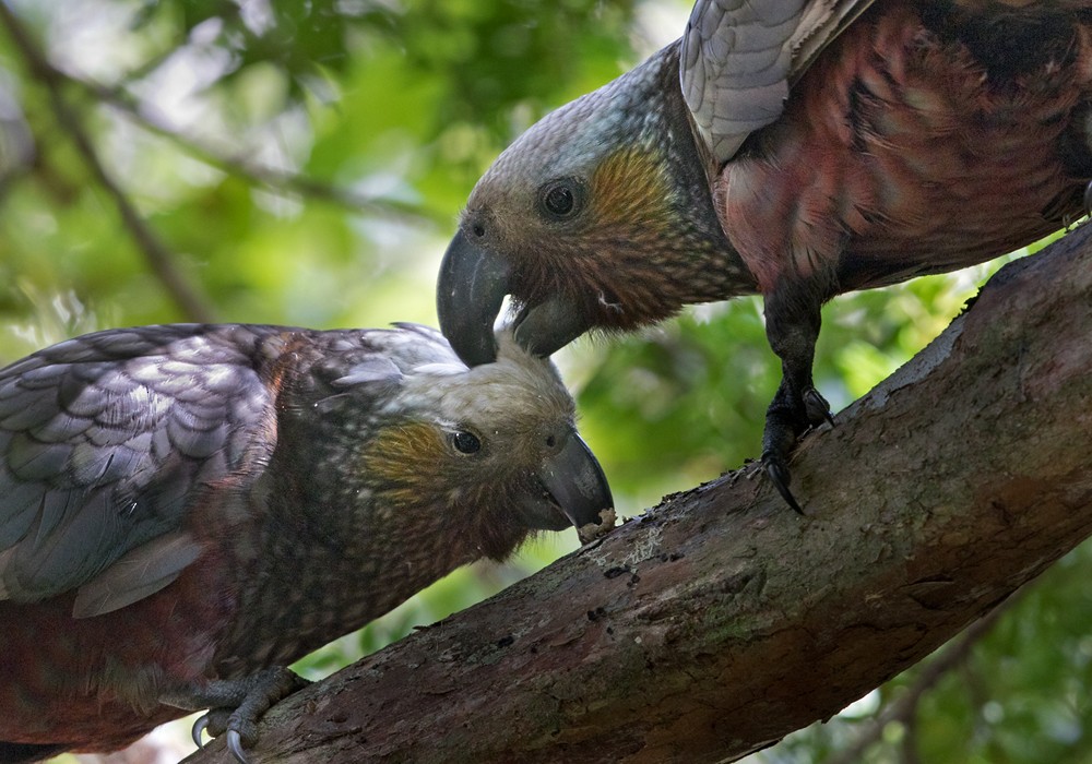 New Zealand Kaka - ML206021911