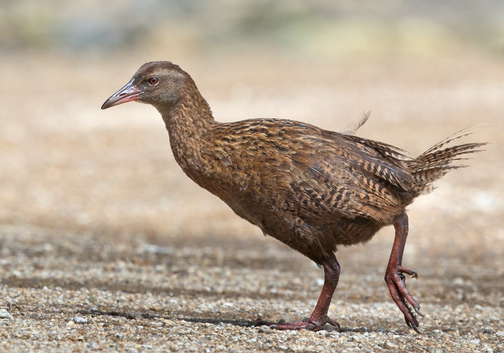 chřástal weka - ML206021921