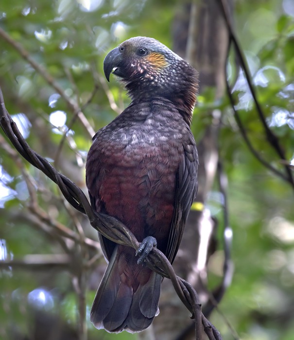 New Zealand Kaka - Lars Petersson | My World of Bird Photography