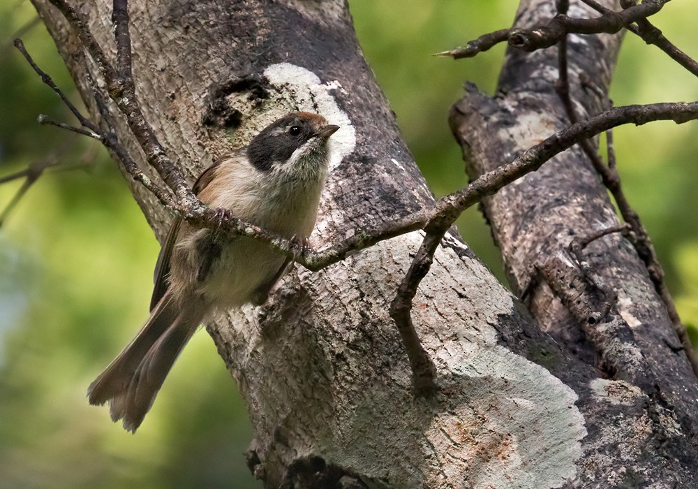 Pipipi - Lars Petersson | My World of Bird Photography