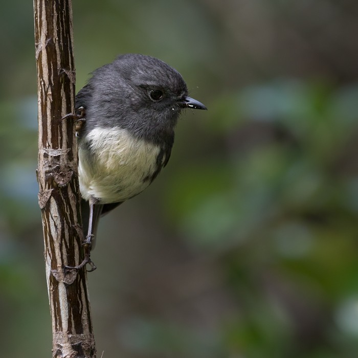 South Island Robin - ML206021971