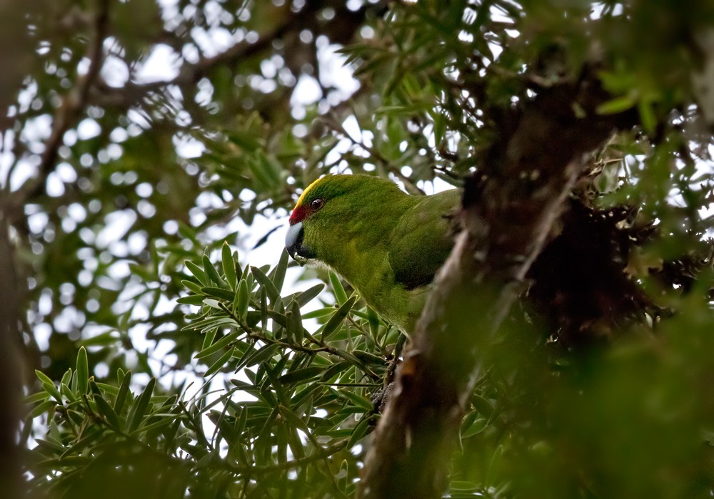 Yellow-crowned Parakeet - ML206021981