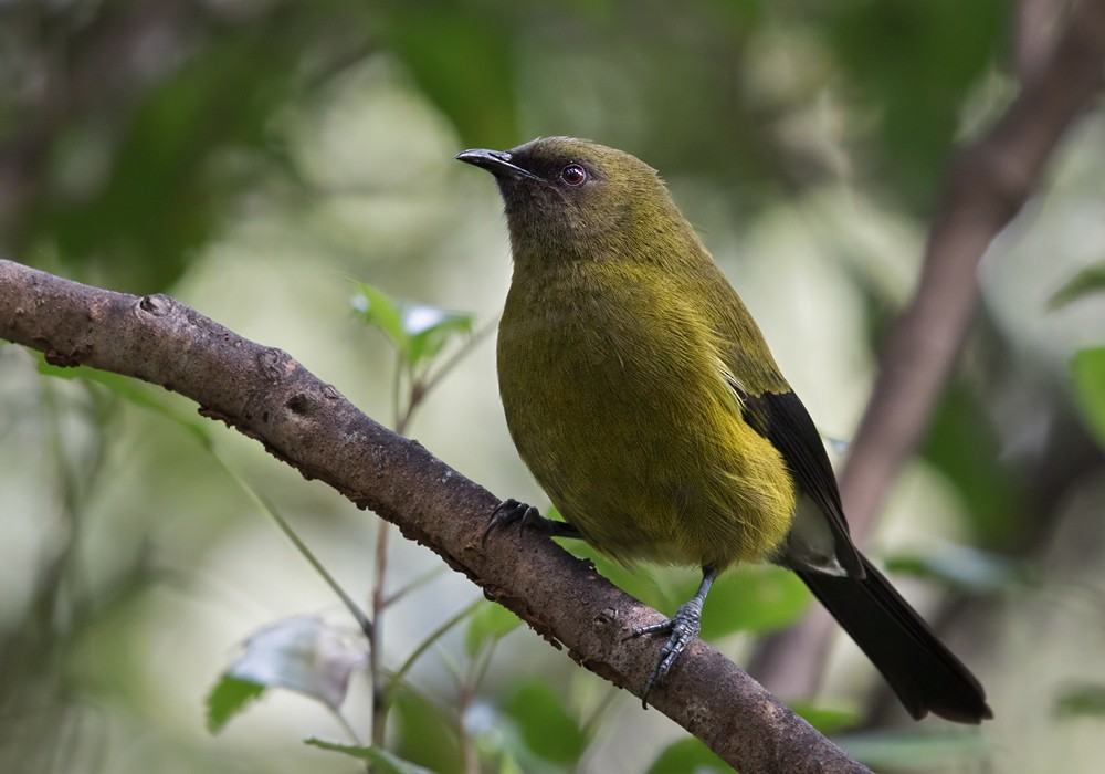 New Zealand Bellbird - ML206021991