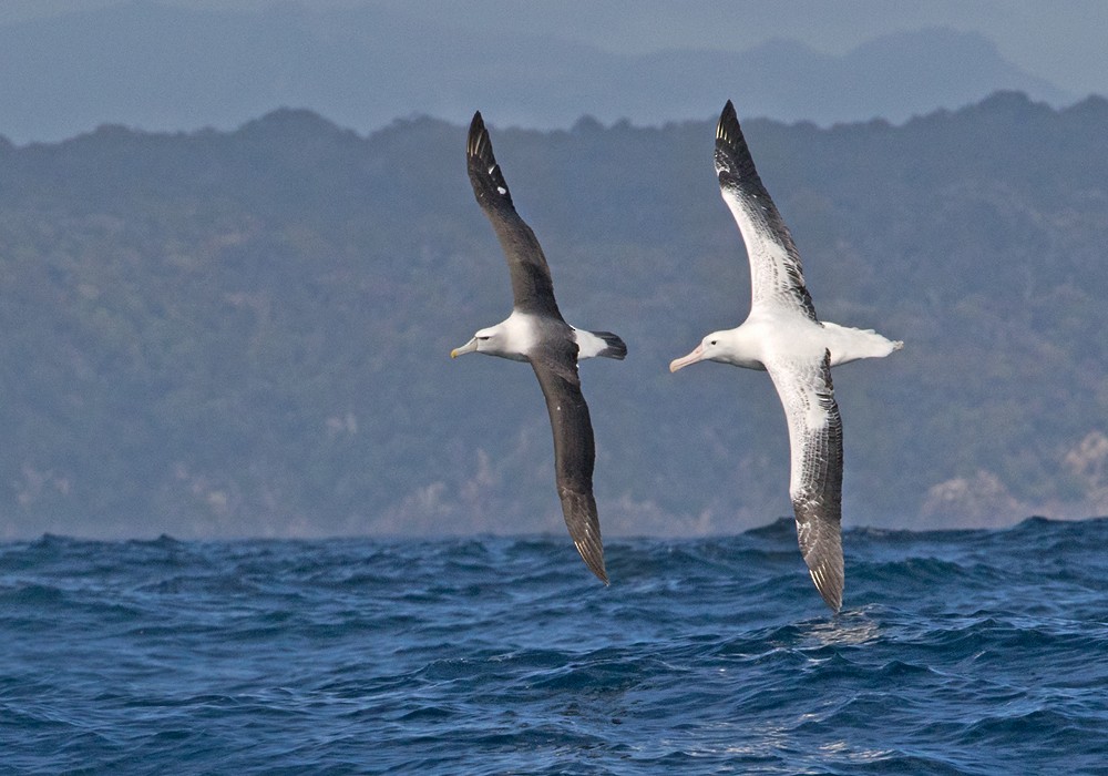 Southern Royal Albatross - ML206022141