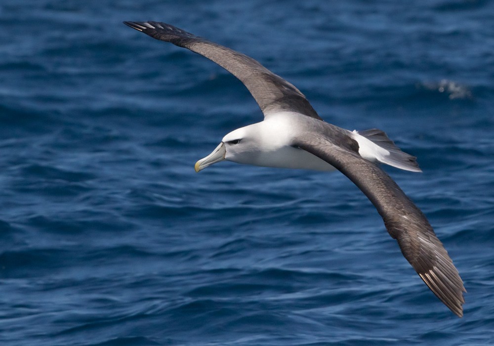 White-capped Albatross (steadi) - Lars Petersson | My World of Bird Photography