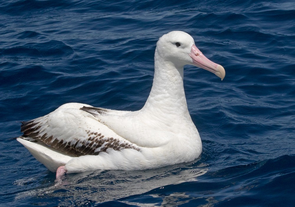 Southern Royal Albatross - ML206022411