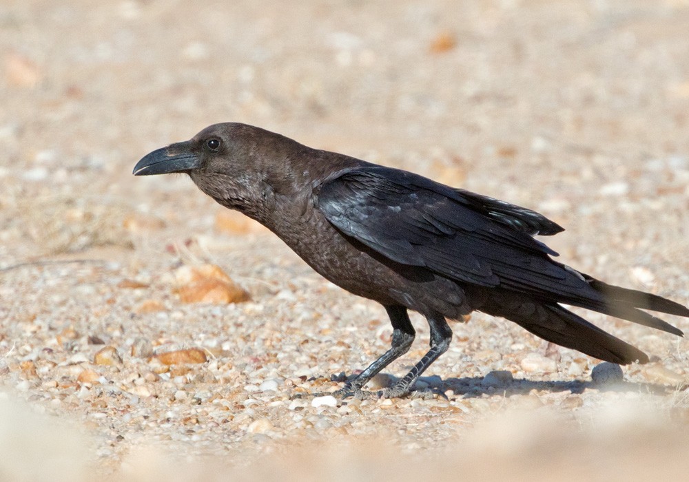 Brown-necked Raven - Lars Petersson | My World of Bird Photography