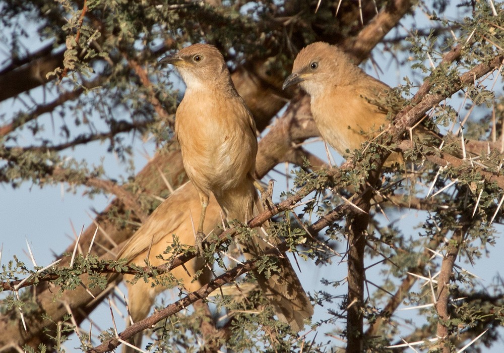 Fulvous Chatterer - Lars Petersson | My World of Bird Photography