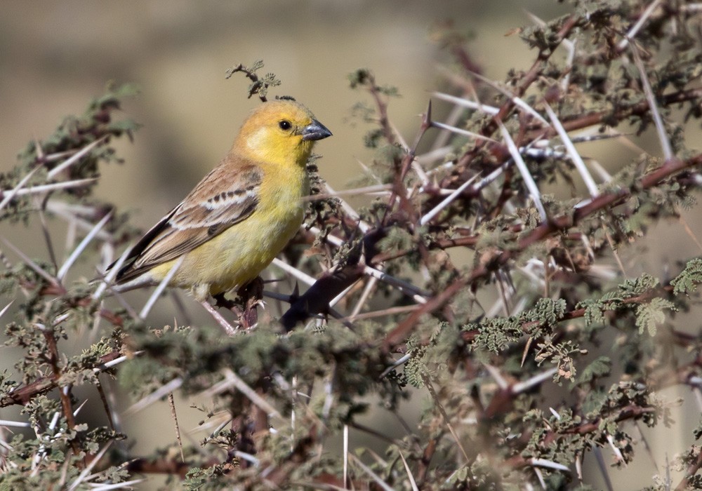 Sudan Golden Sparrow - ML206022871