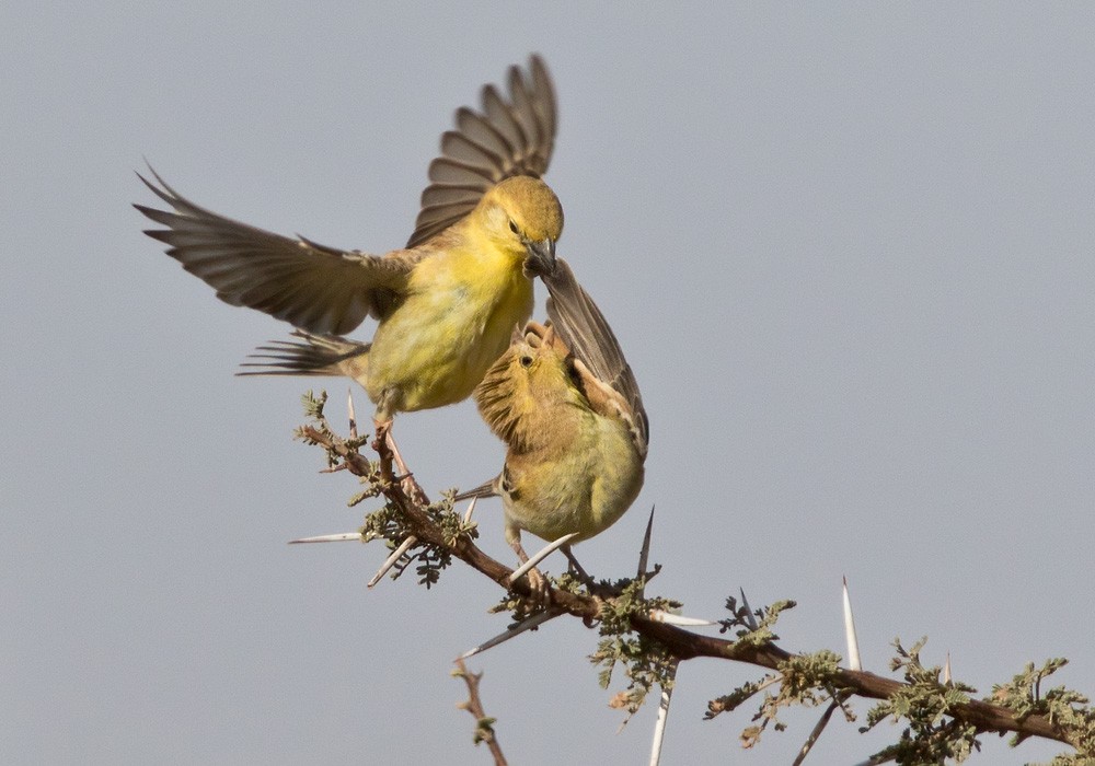 Sudan Golden Sparrow - ML206022891