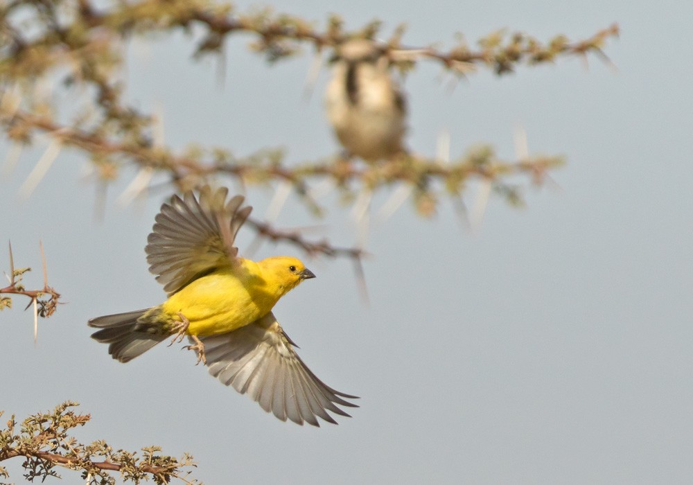 Sudan Golden Sparrow - ML206022951