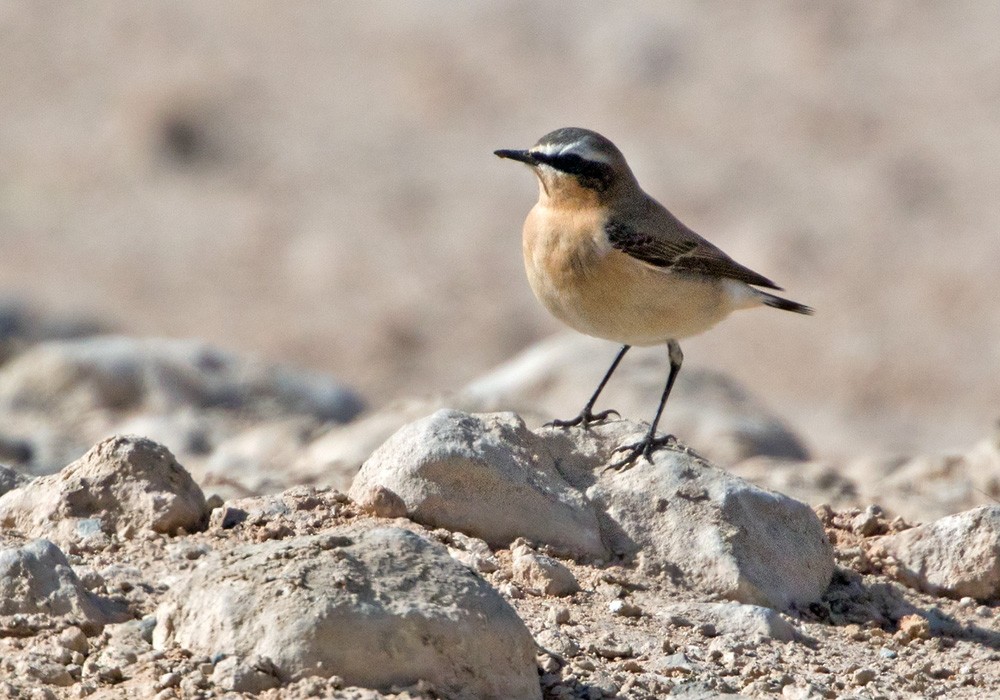 Northern Wheatear - Lars Petersson | My World of Bird Photography