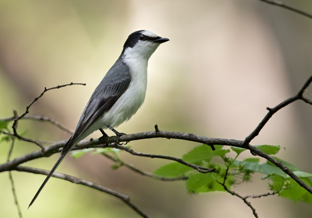 Minivet cendré - ML206023161