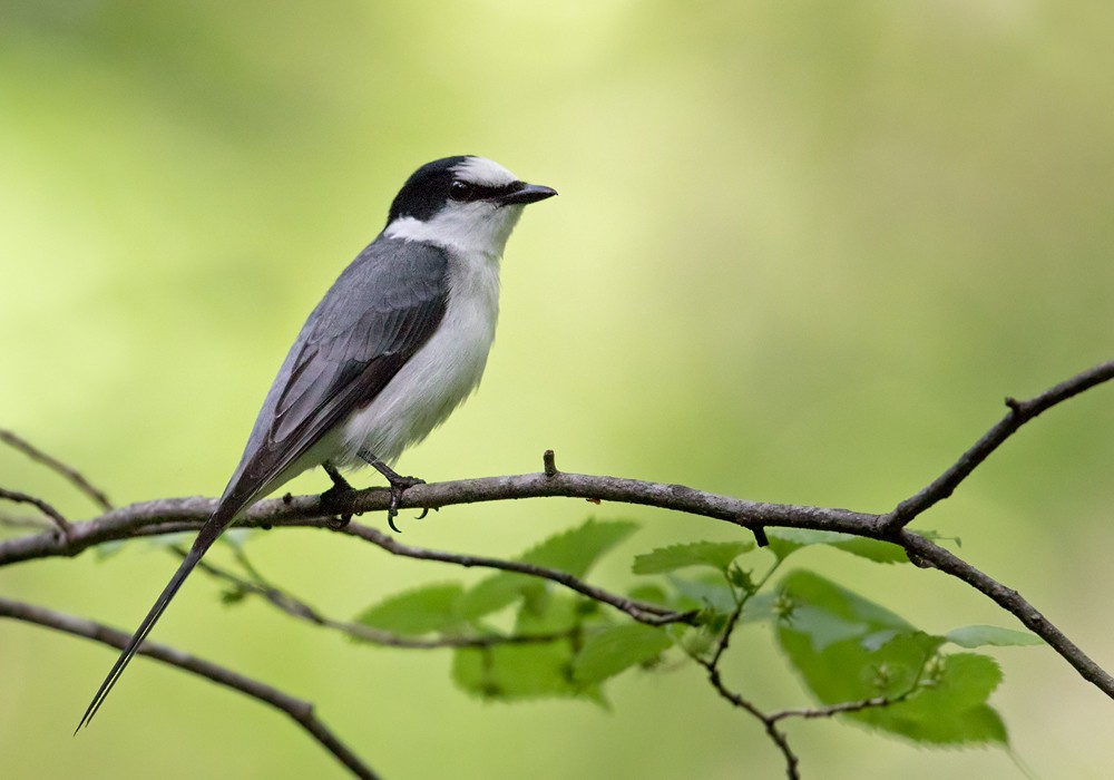 Minivet Ceniciento - ML206023171