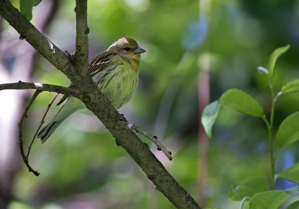 Yellow Bunting - Lars Petersson | My World of Bird Photography