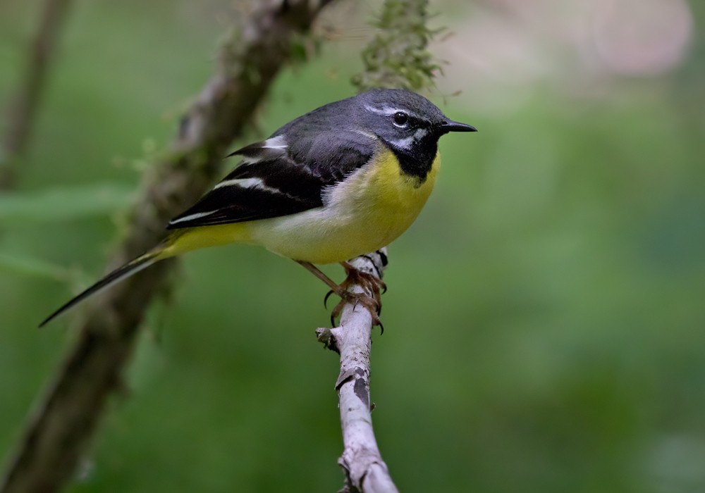 Gray Wagtail - Lars Petersson | My World of Bird Photography