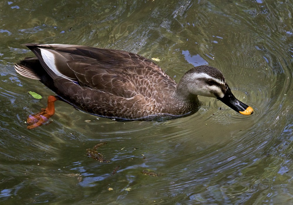 Eastern Spot-billed Duck - ML206023251