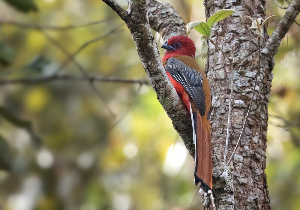 Kırmızı Başlı Trogon - ML206023351